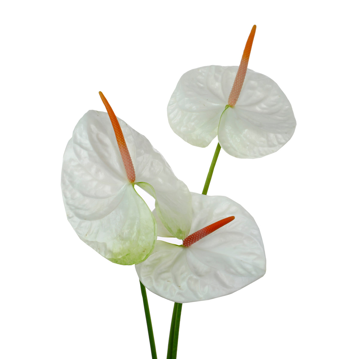 Anthurium blanc (10 tiges)