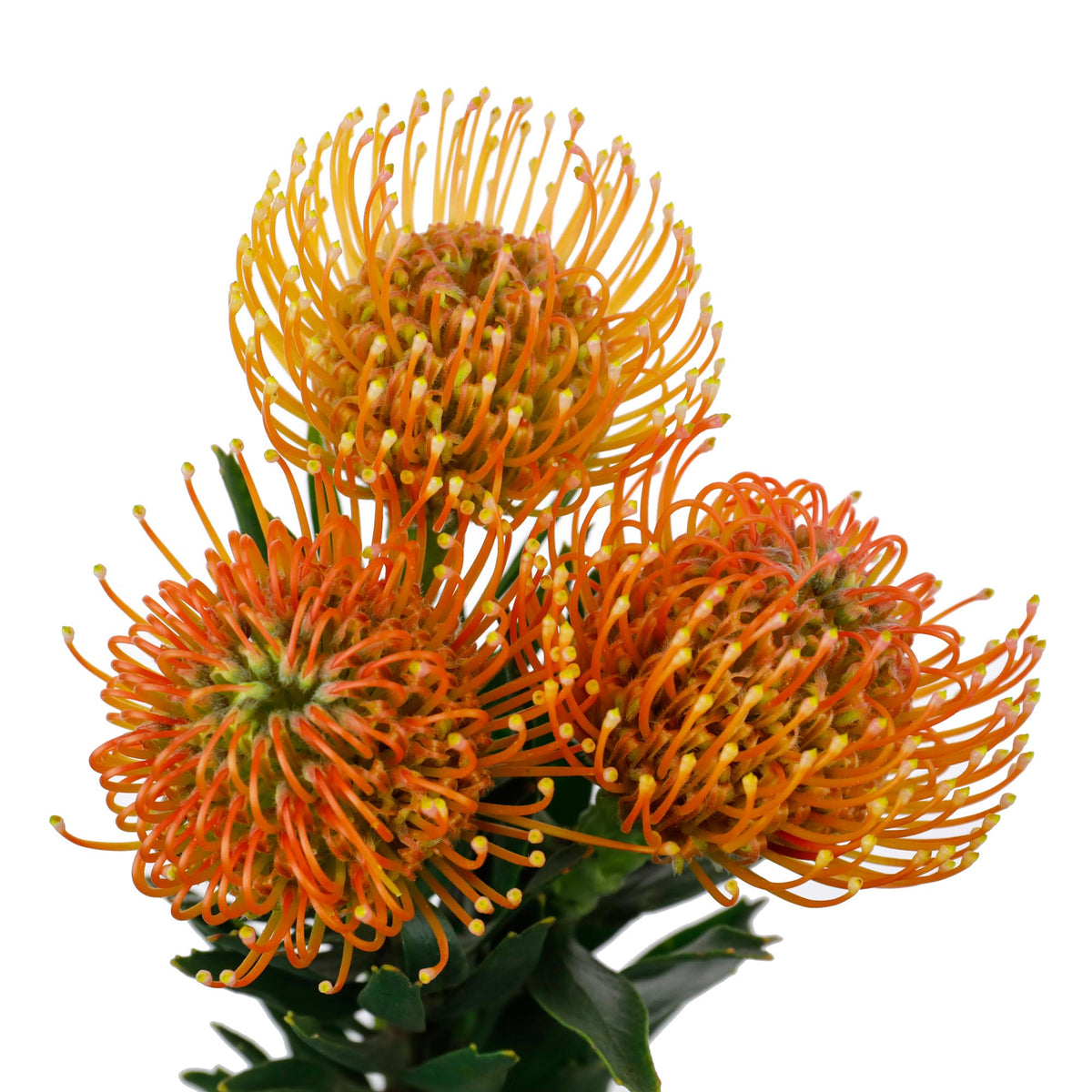 Nutans orange (10 tiges)