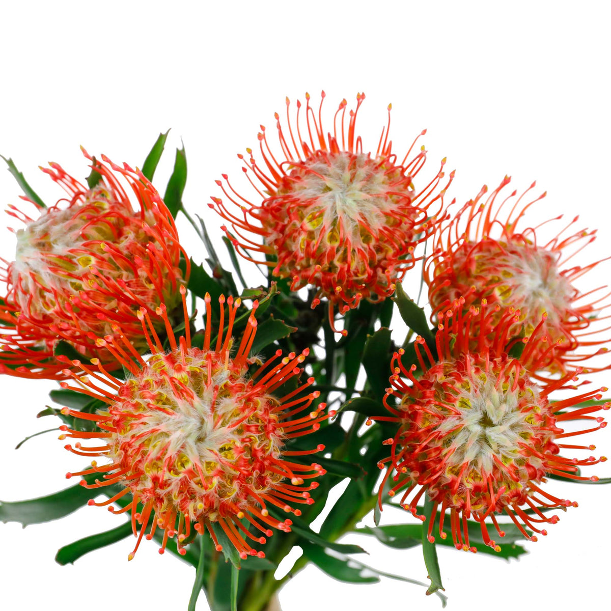 Nutans rouge (10 tiges)