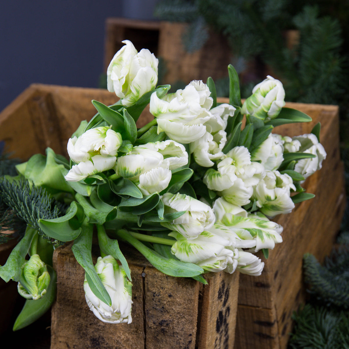 Tulipe parrot blanche (10 tiges)