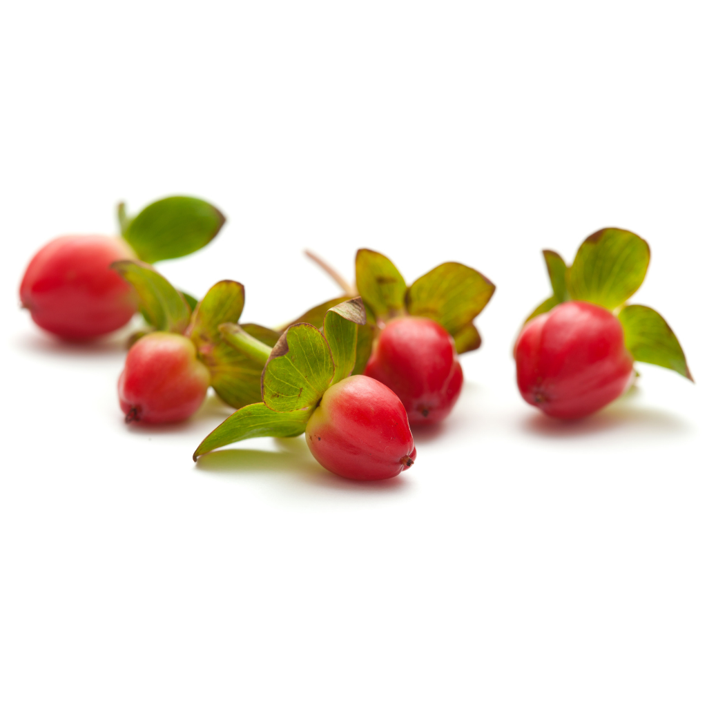Hypericum rouge (10 tiges)