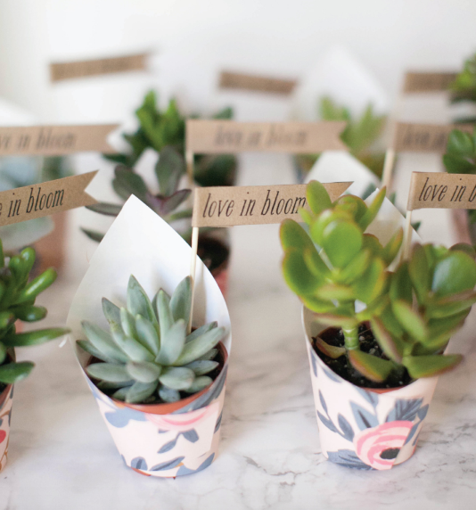 Succulentes Echeveria variées (lot de 20)