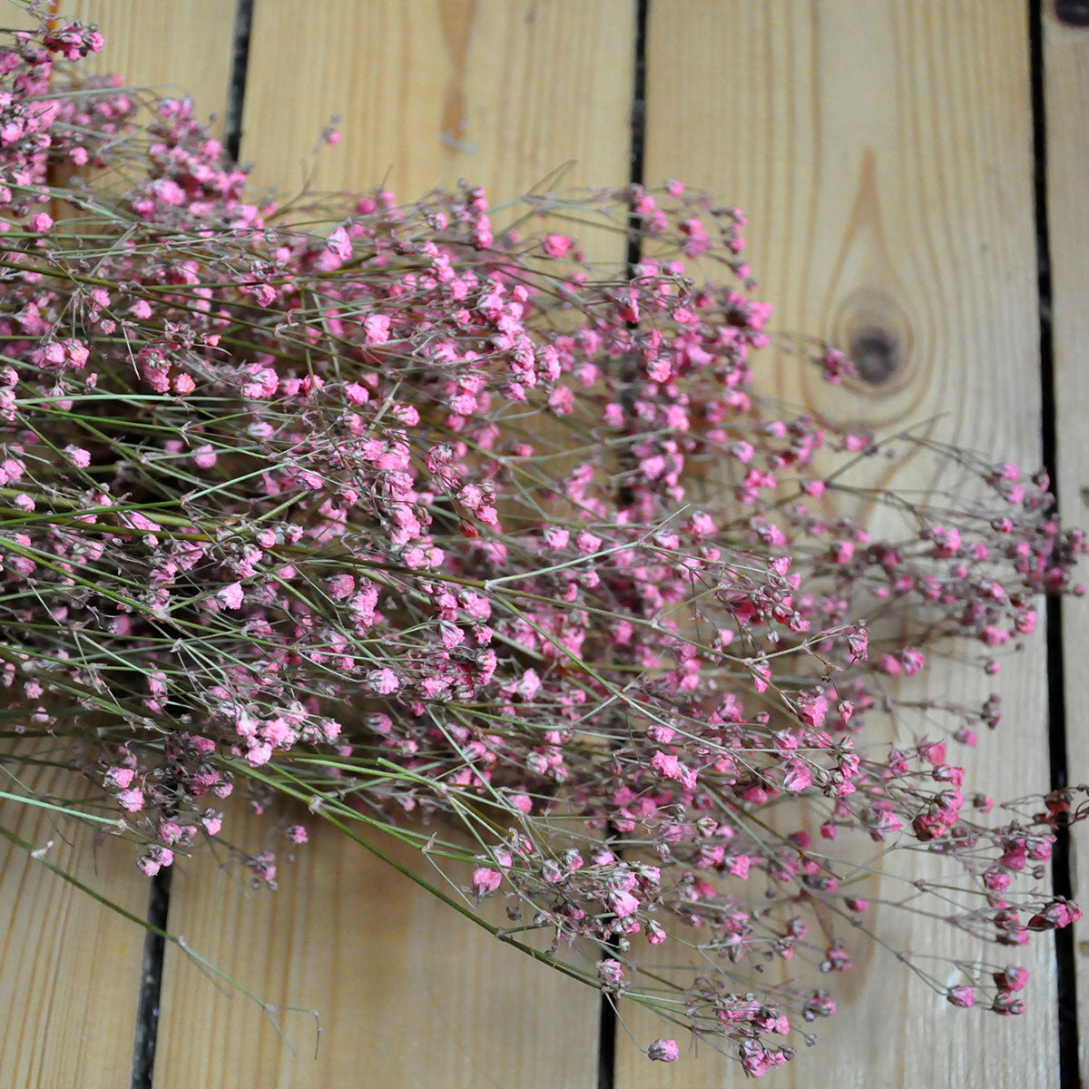 Gypsophile rose séché