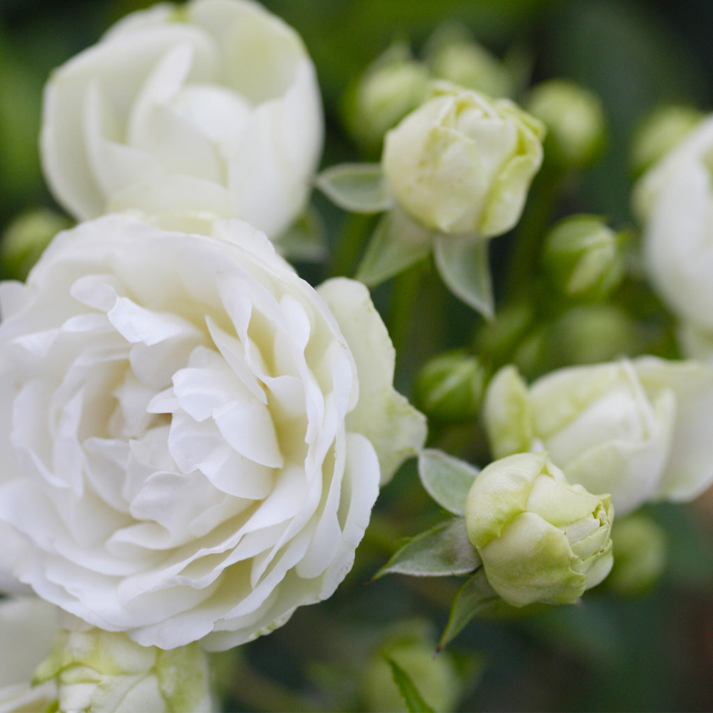 Rose branchue blanche (10 tiges)
