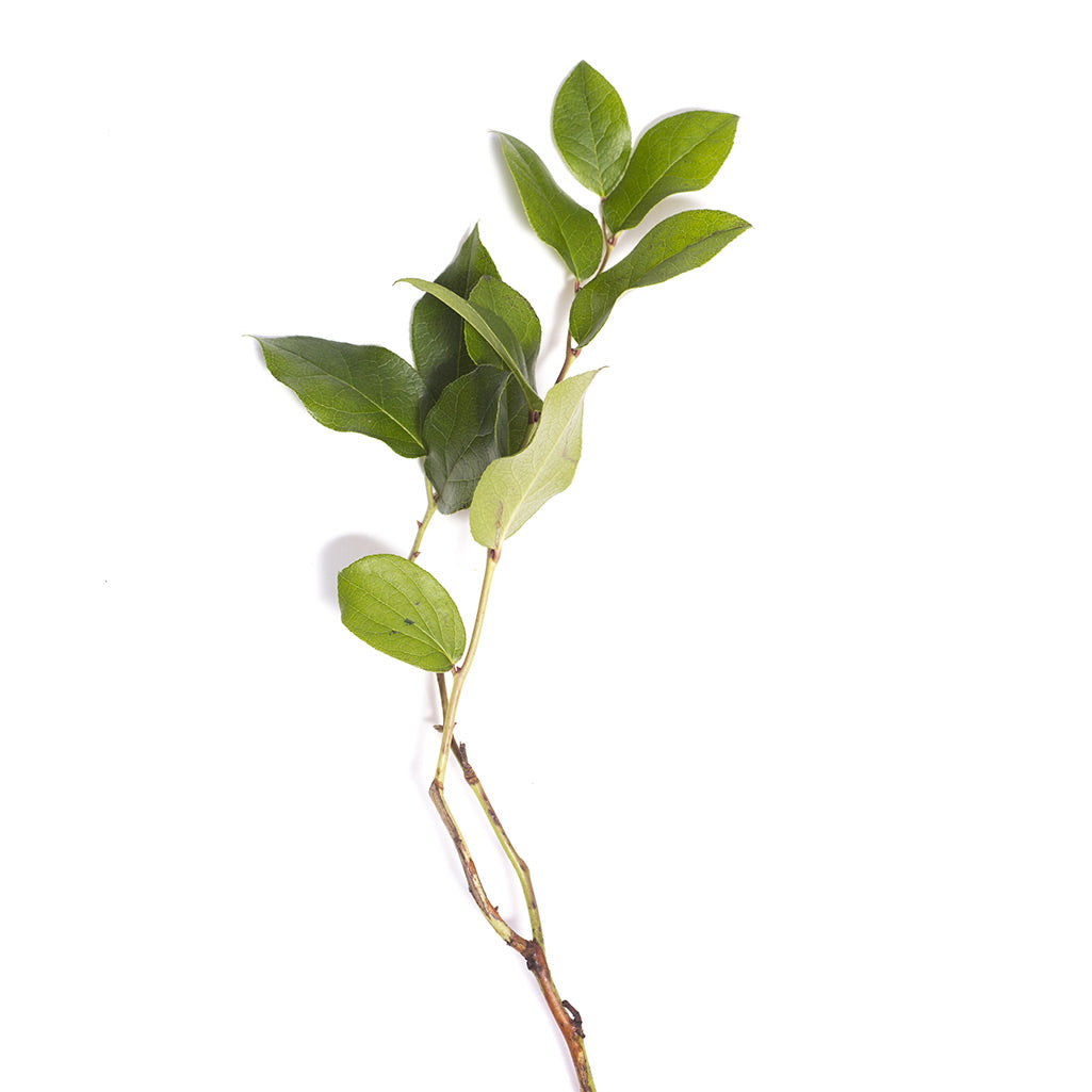 Salal (10 tiges)