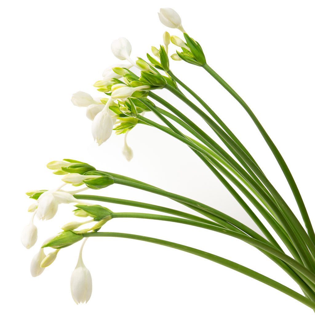 Eucharis Grandiflora (10 tiges)