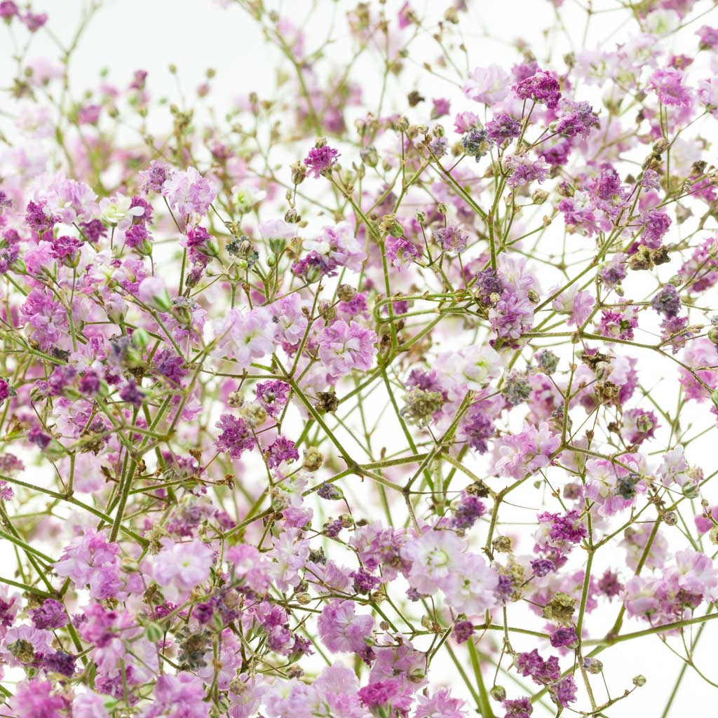 Gypsophile Perfecta rose (10 tiges)