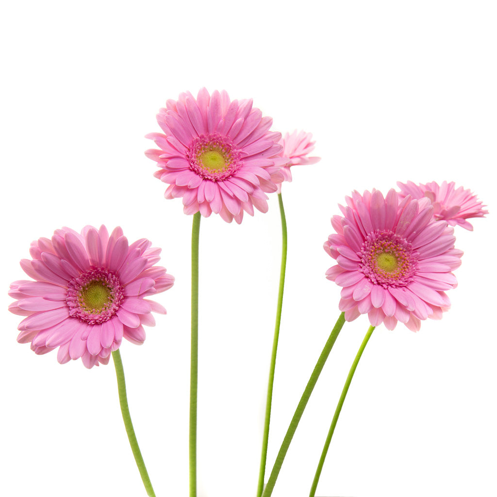 Germini rose (25 tiges)