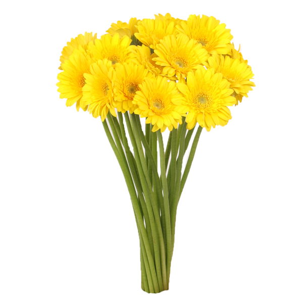 Germini jaune (25 tiges)
