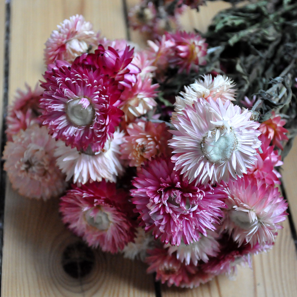 Hélichrysum séché rose