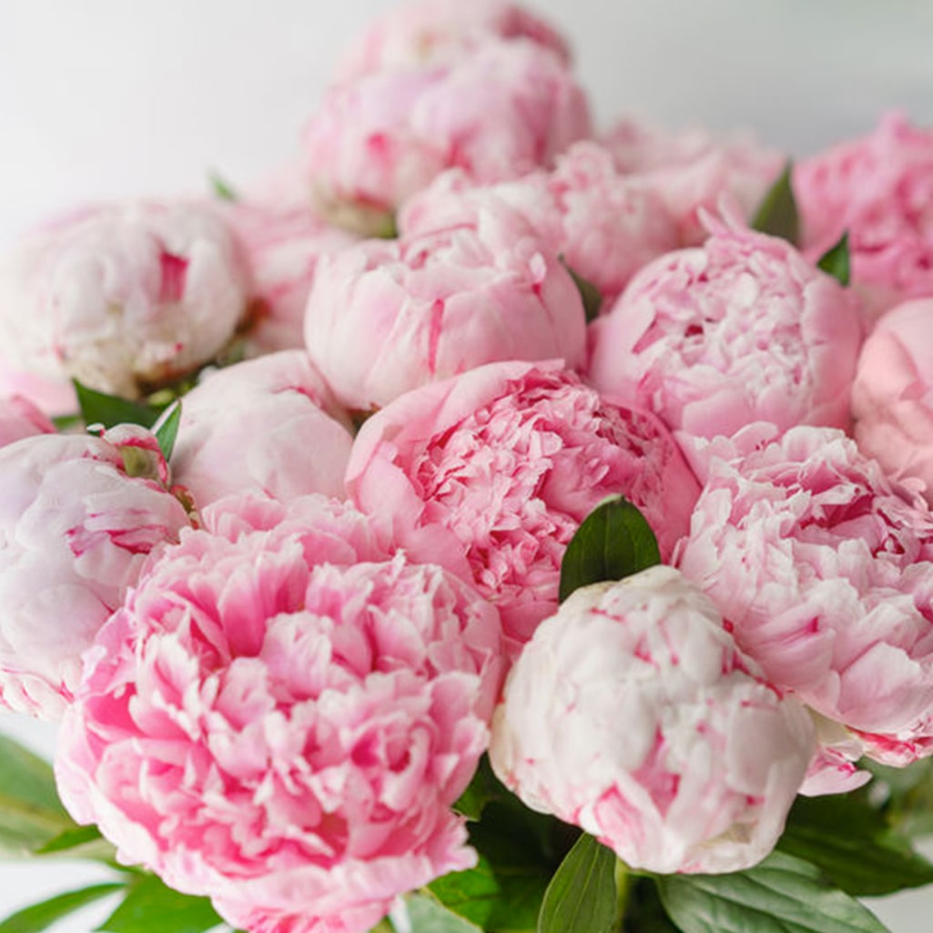 Bouquet 20 pivoines et eucalyptus - Livraison gratuite