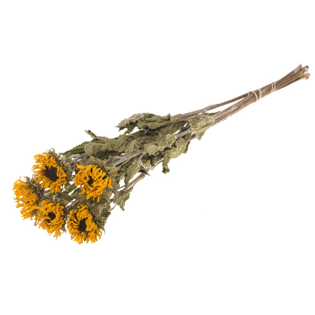Tournesol séché (5 tiges)