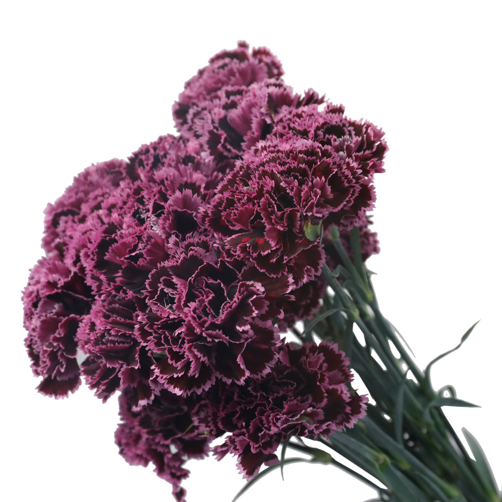 Oeillet burgundy (20 tiges)