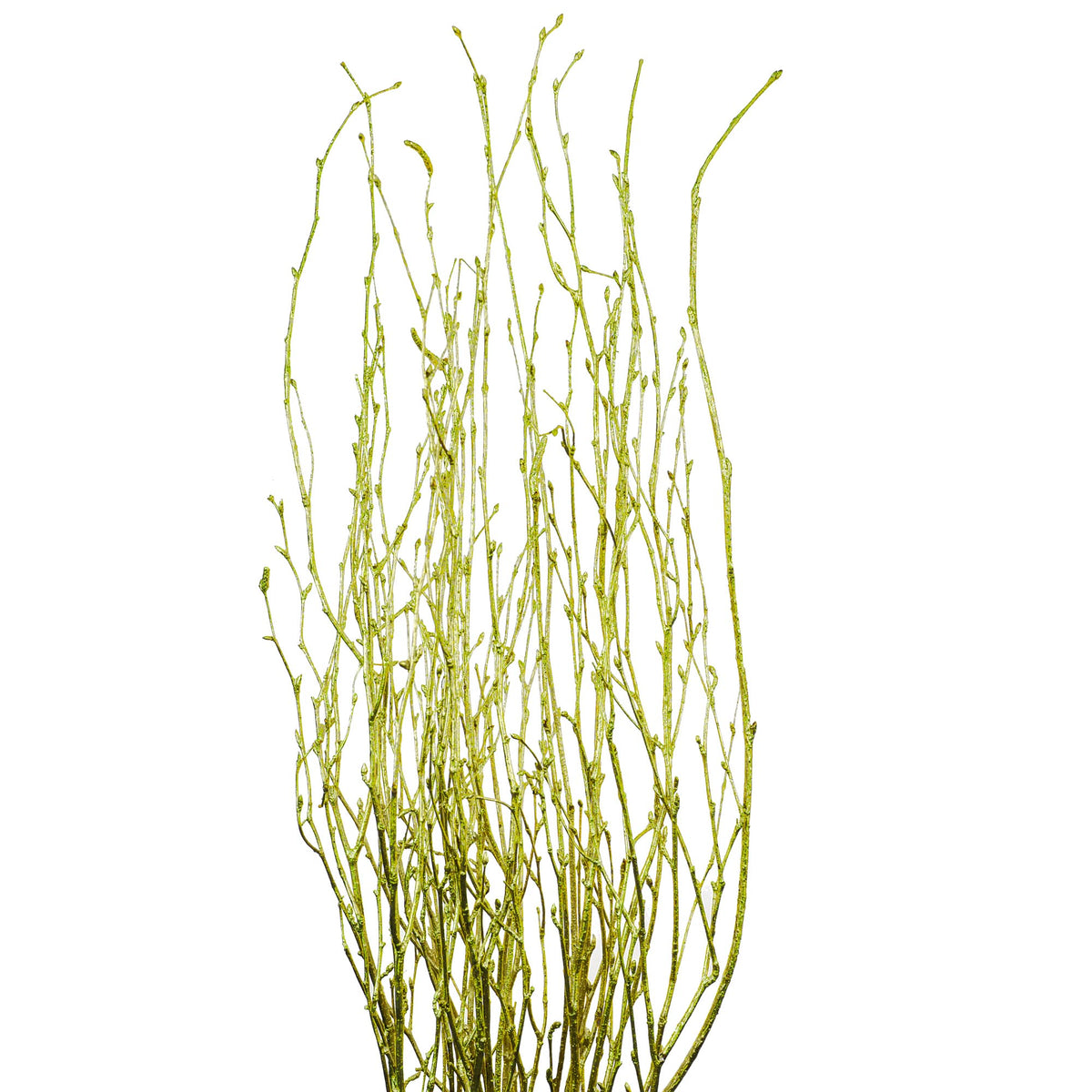 Betula doré (10 tiges)