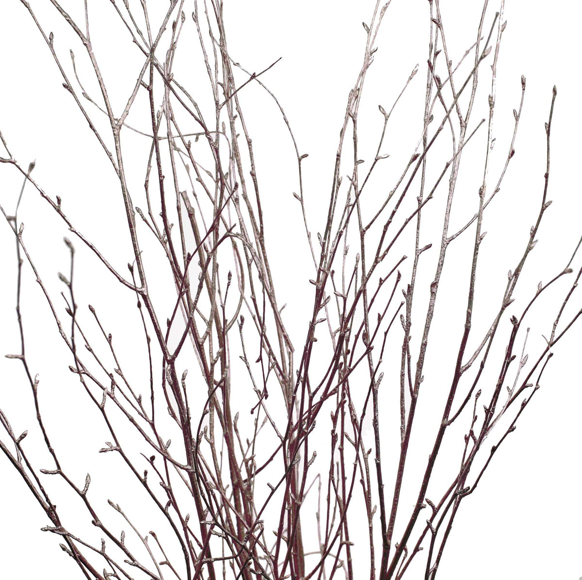 Betula rose doré (10 tiges)