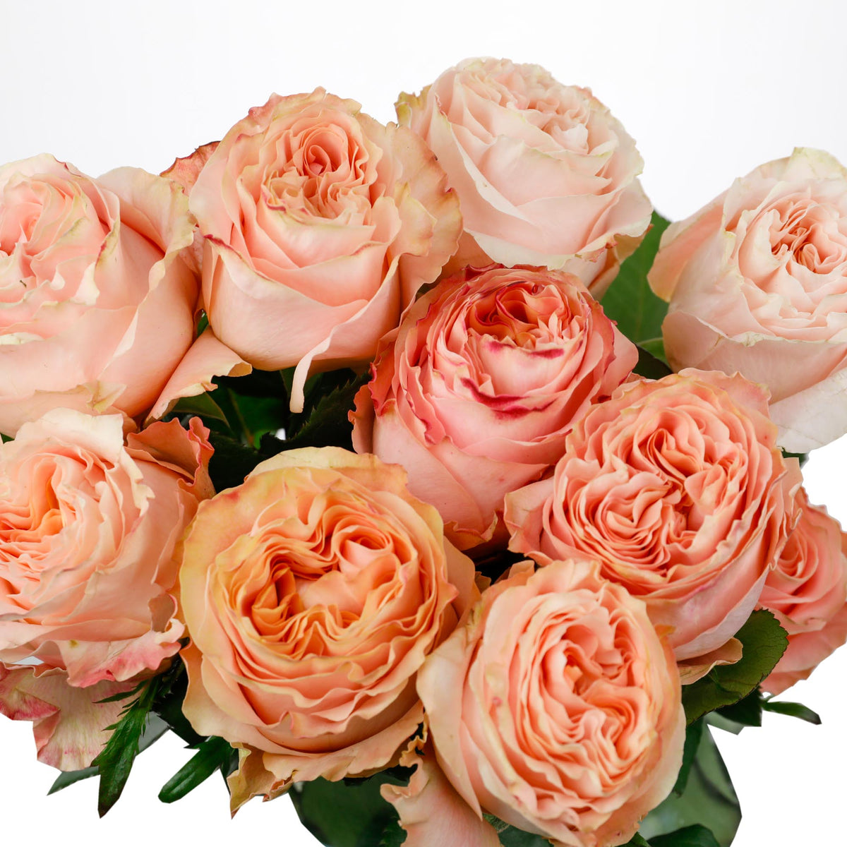 Roses Shimmer (10 tiges)