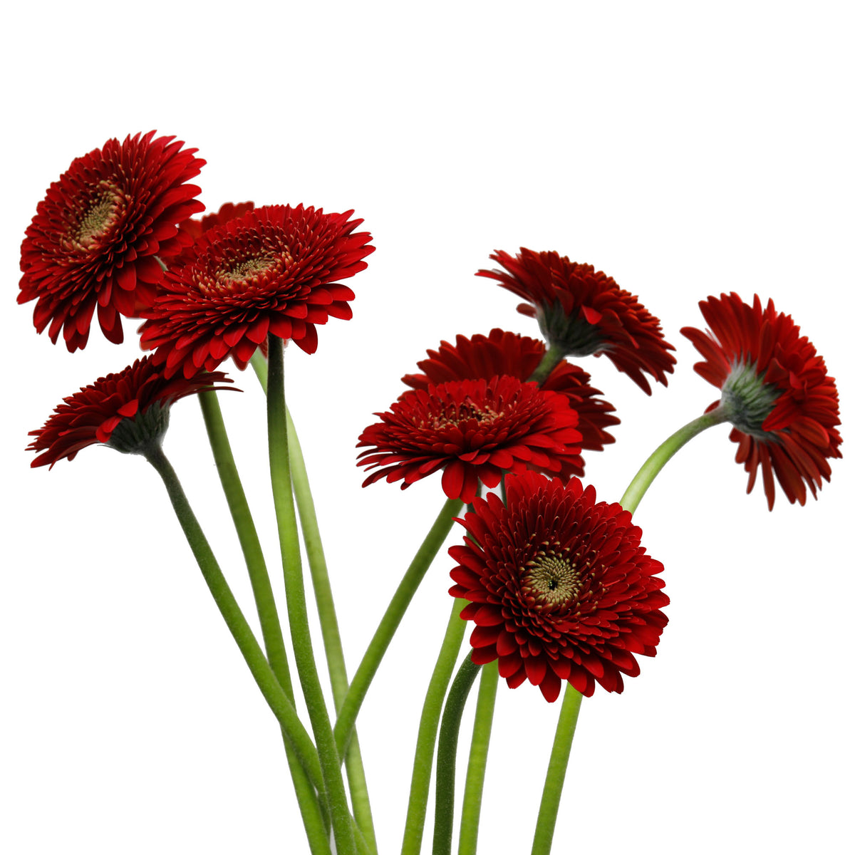 Germini Pompon bordeaux (25 tiges)