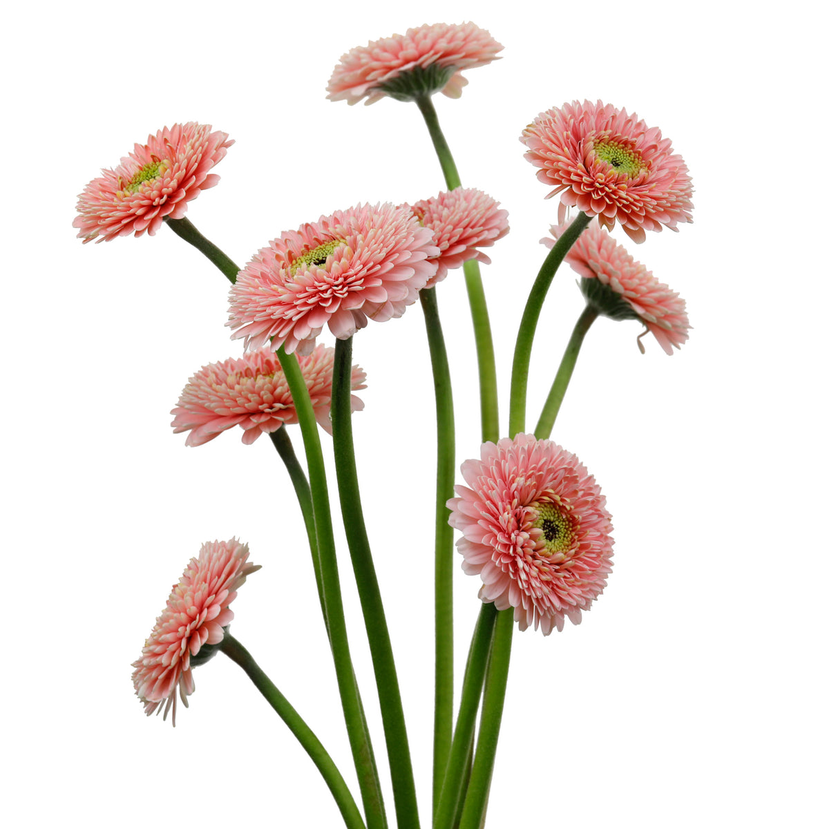 Germini pompon rose (25 tiges)