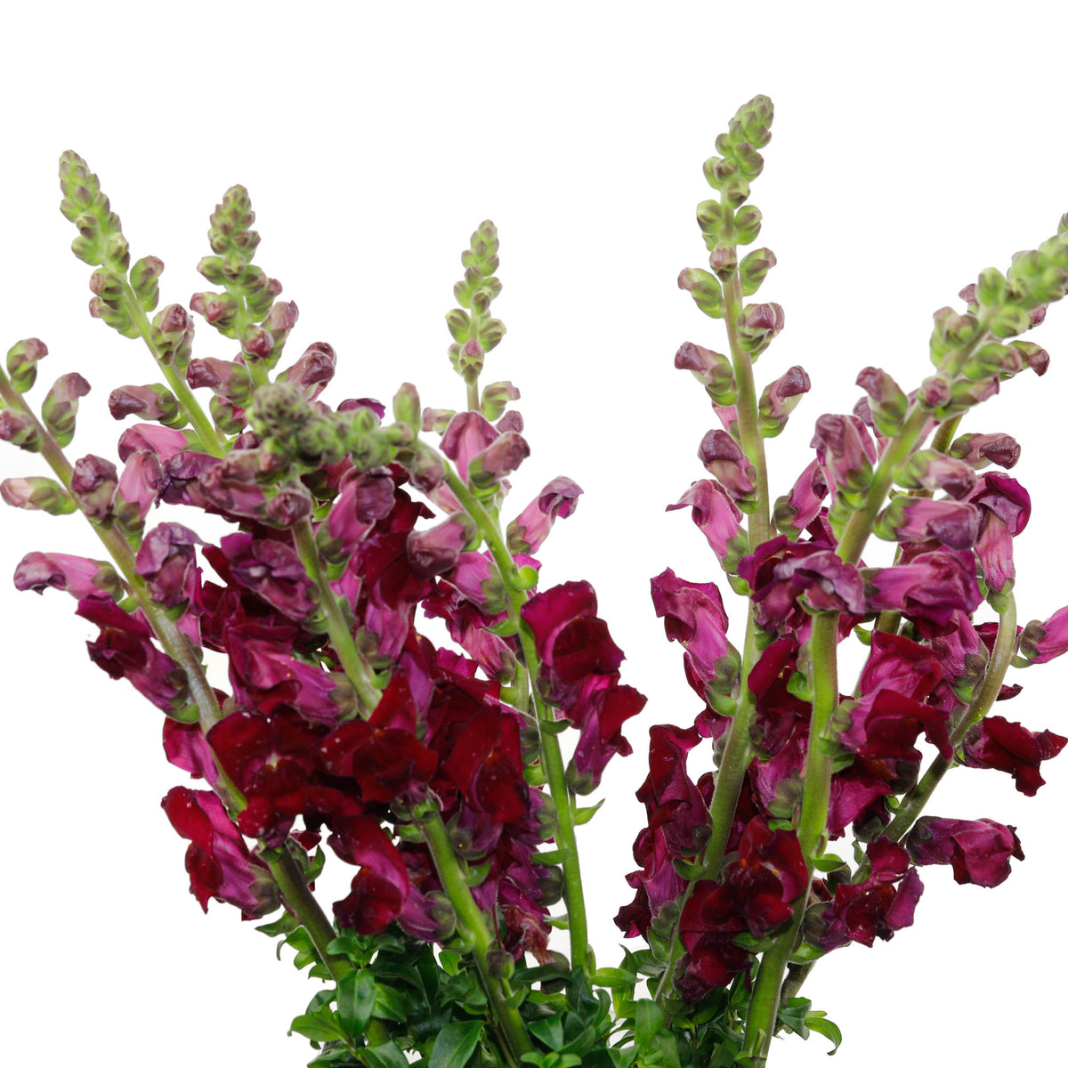 Muflier bordeaux (10 tiges)