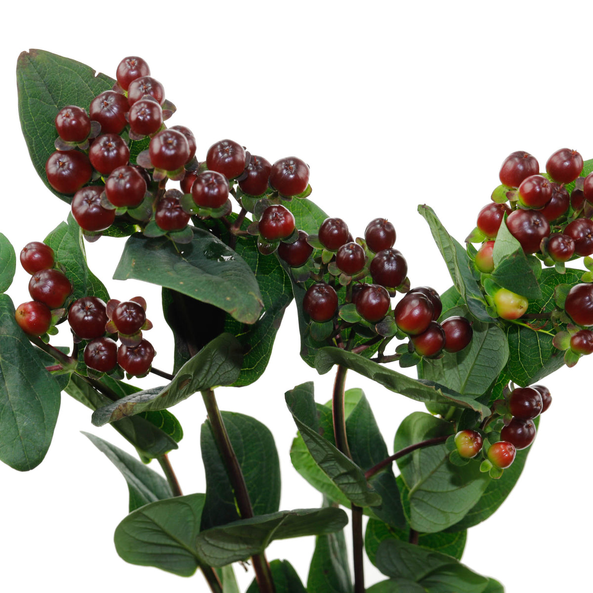 Hypericum bordeaux (10 tiges)