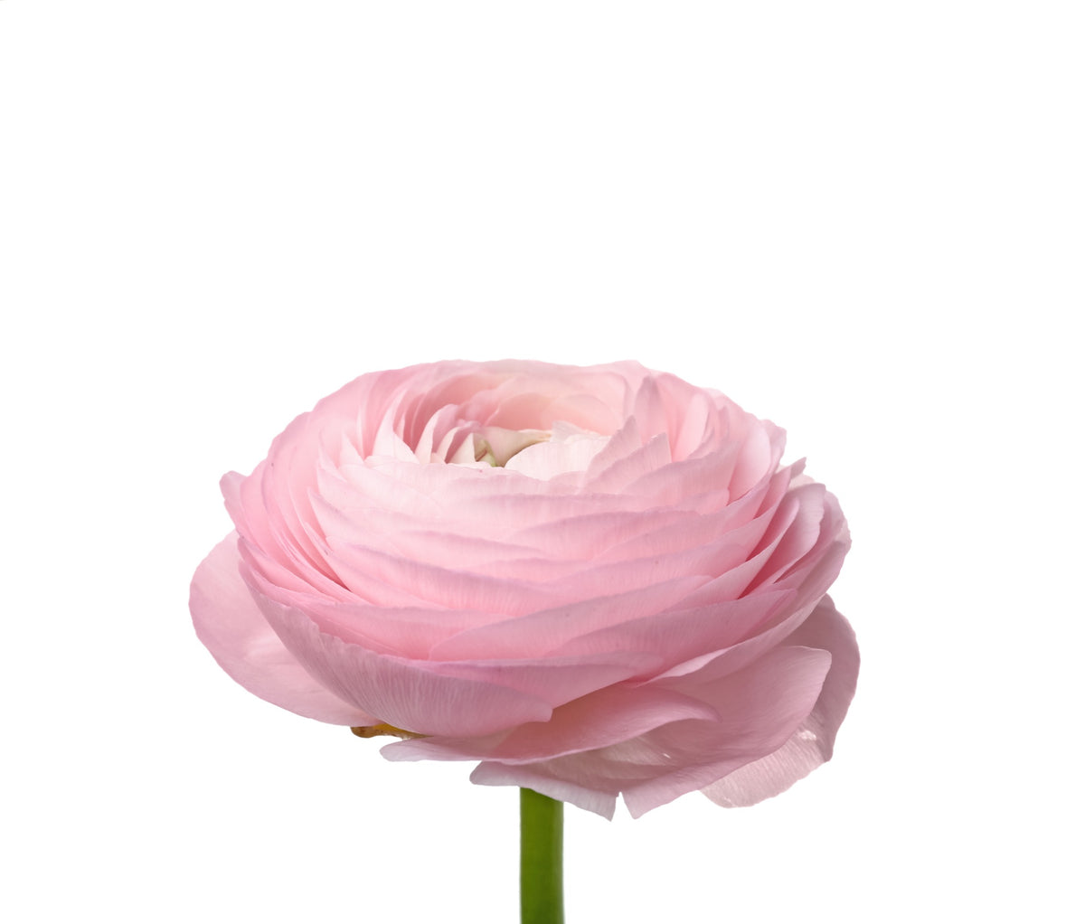 Renoncule rose (10 tiges)