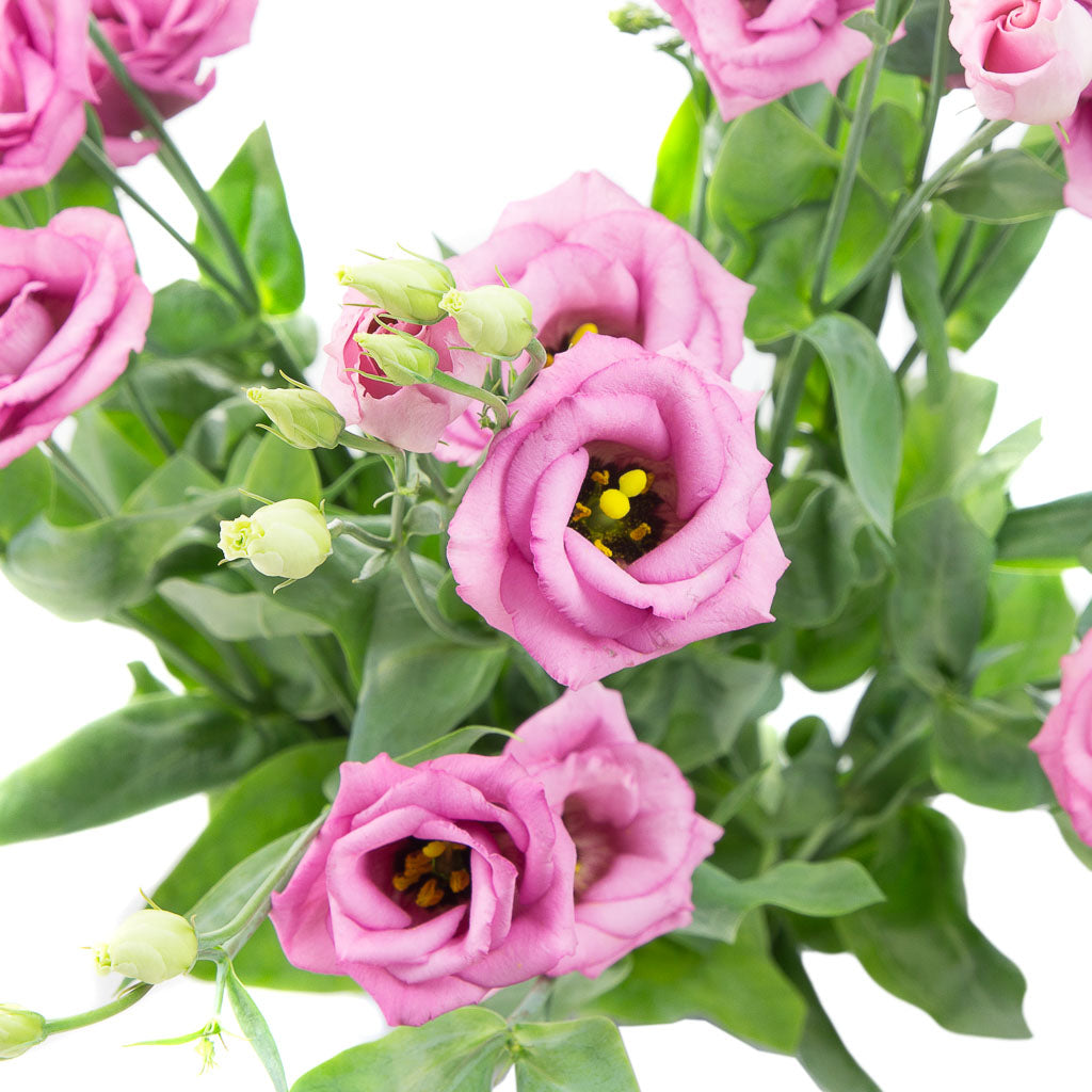 Lisianthus rose