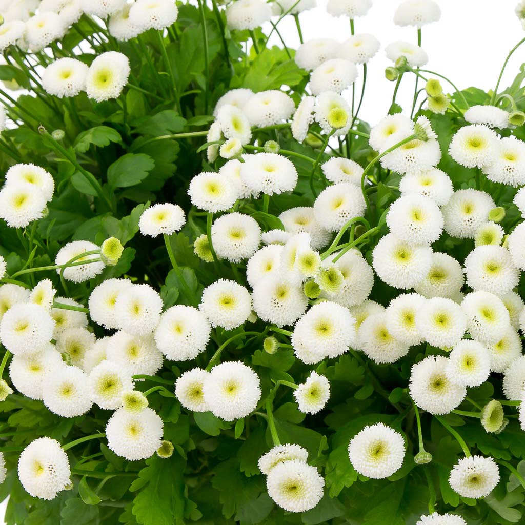 Matricaire blanc