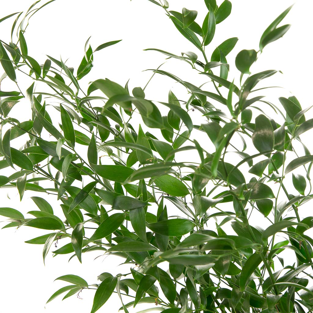 ruscus