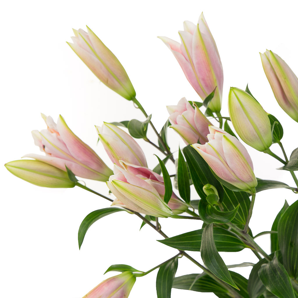 Lys rose 