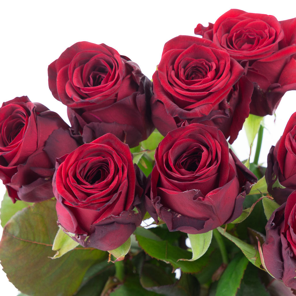 Rose Red Naomi (10 tiges)