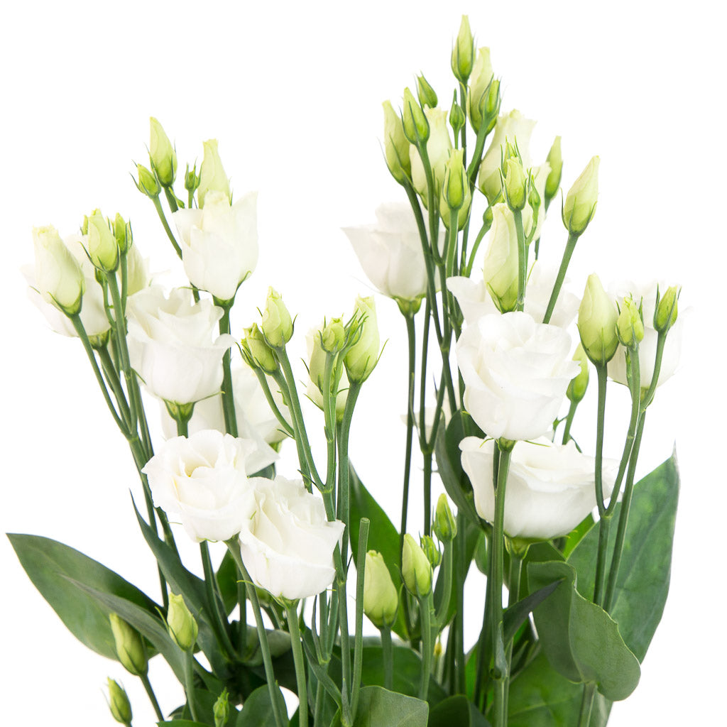 Lisianthus