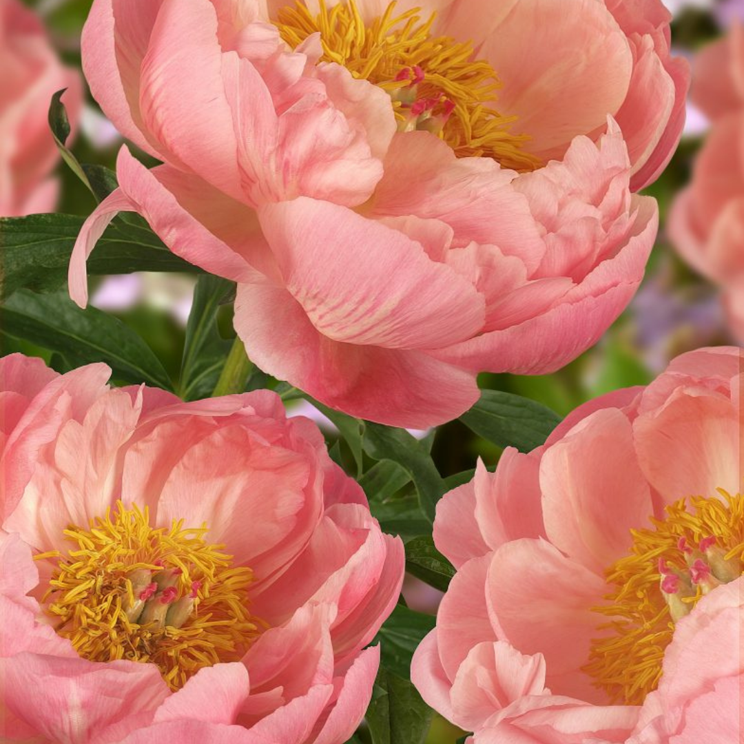 Pivoine Coral Charm (10 tiges)