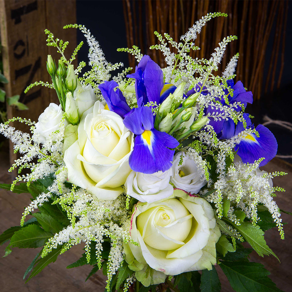 Astilbe blanc