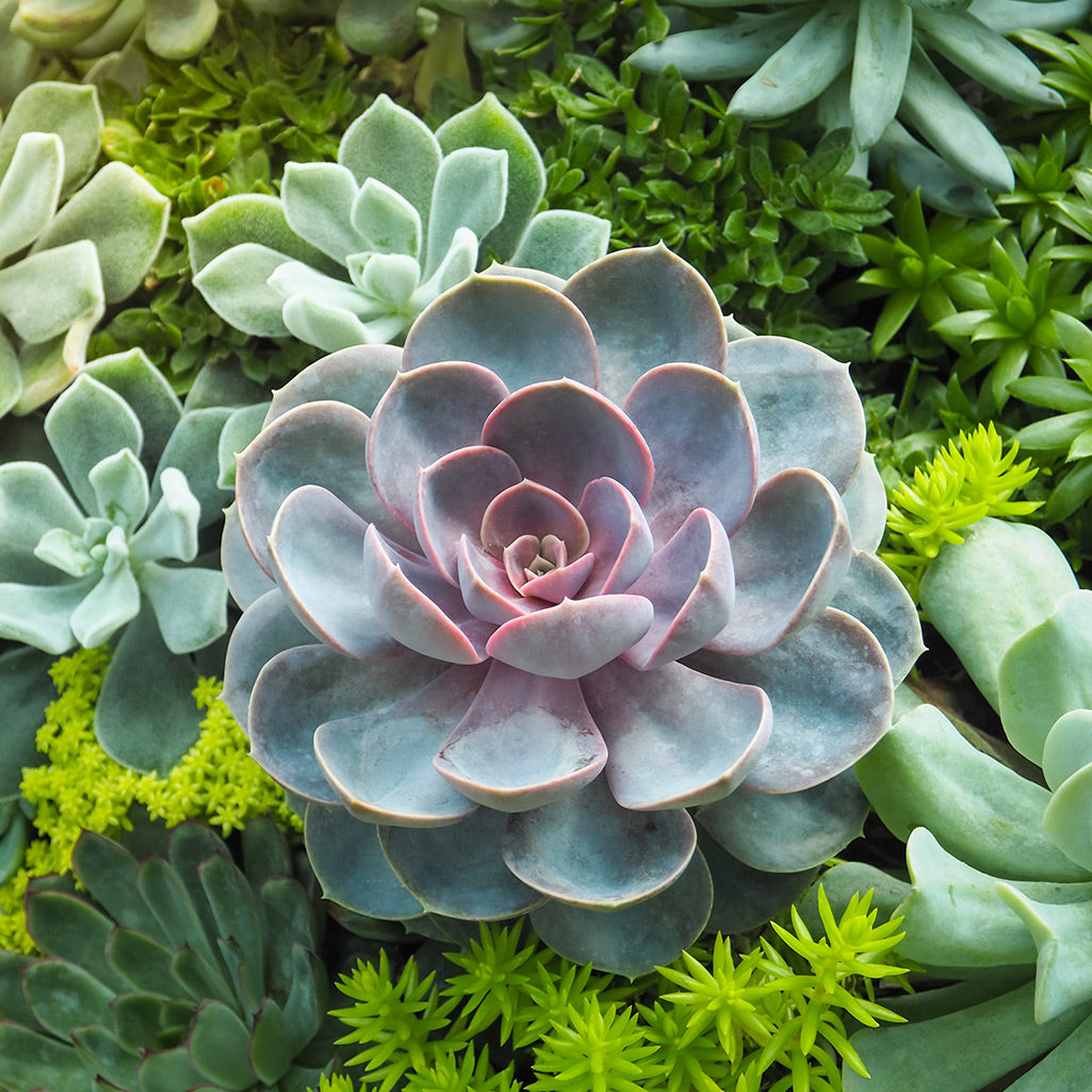 Plantes succulentes Echevaria cadeau invité mariage
