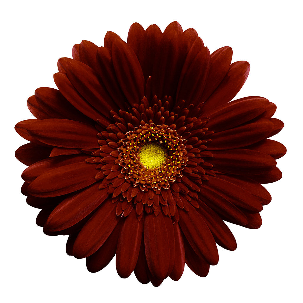 Germini bordeaux (25 tiges)