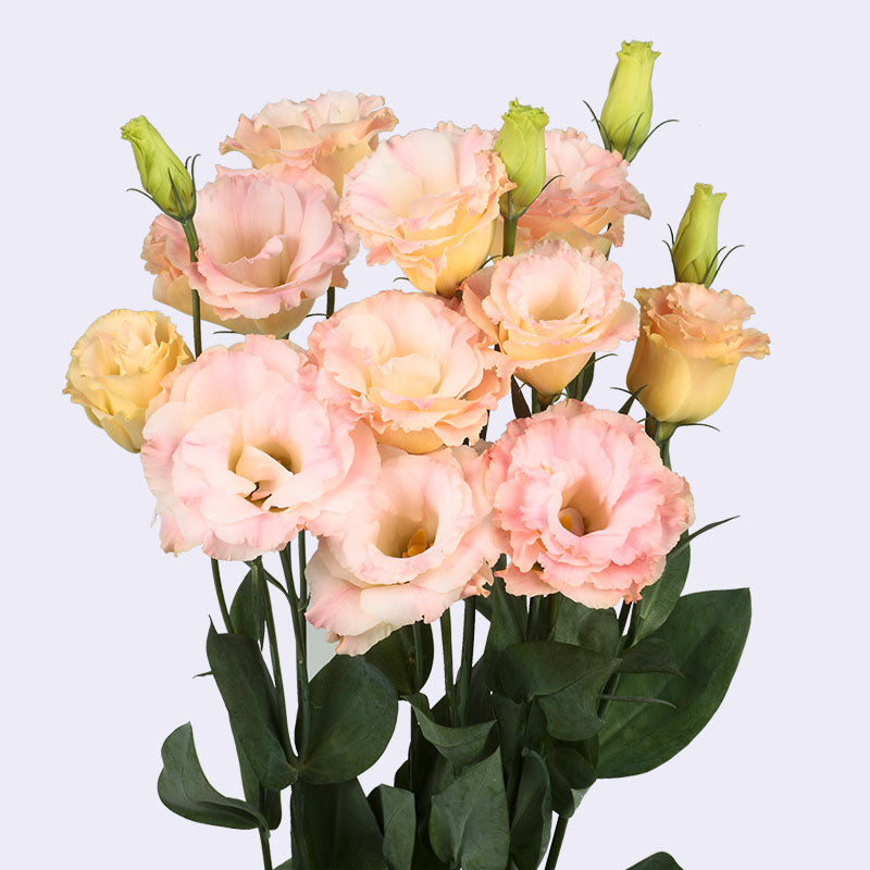 Lisianthus pêche - prix grossiste ouvert aux particuliers