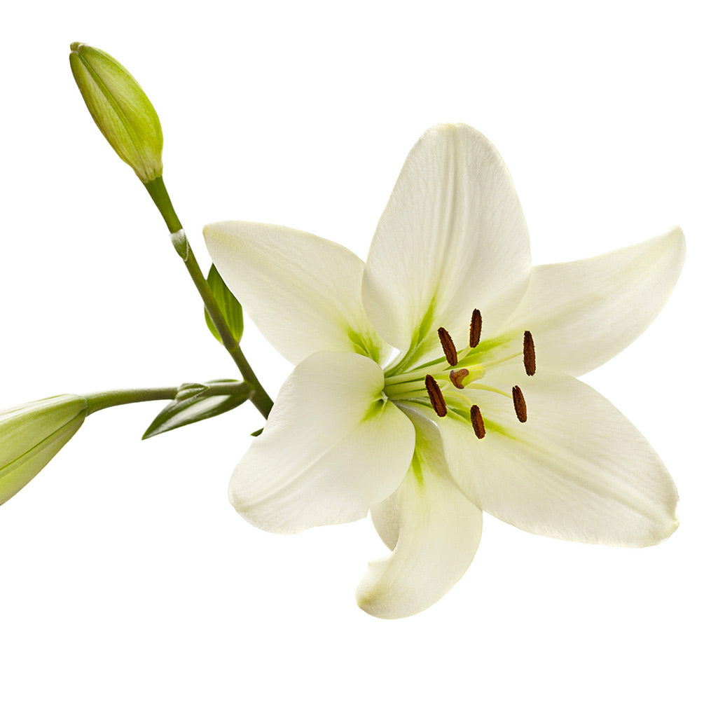 Lys blanc