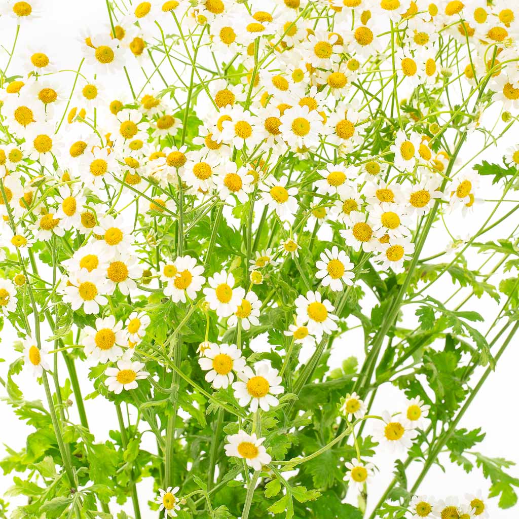 Matricaire Camomille (10 tiges)