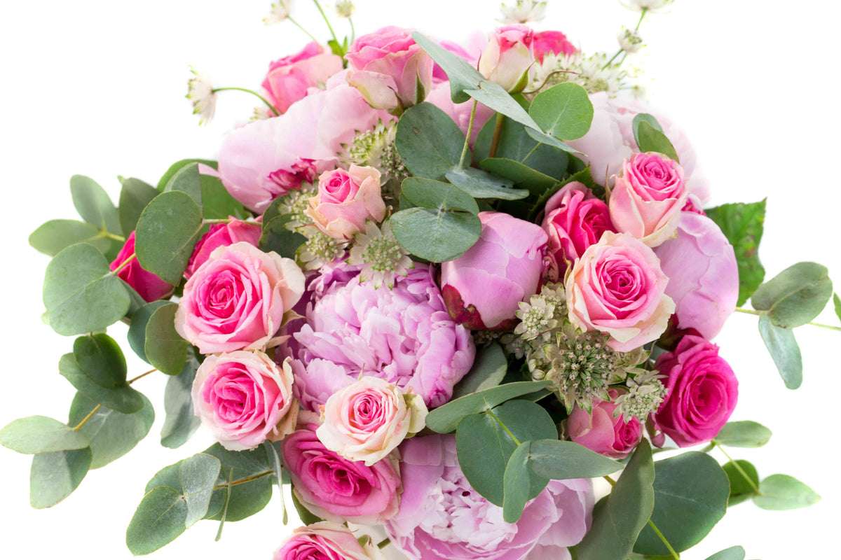 Pivoine rose