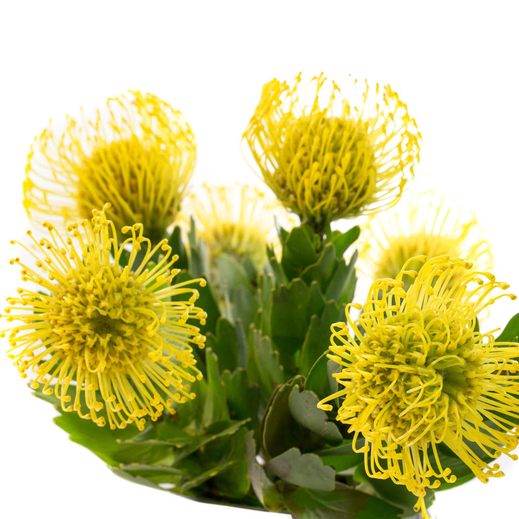 Nutans jaune (10 tiges)