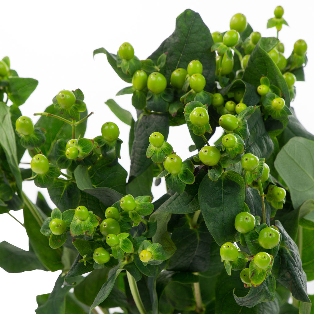 Hypericum
