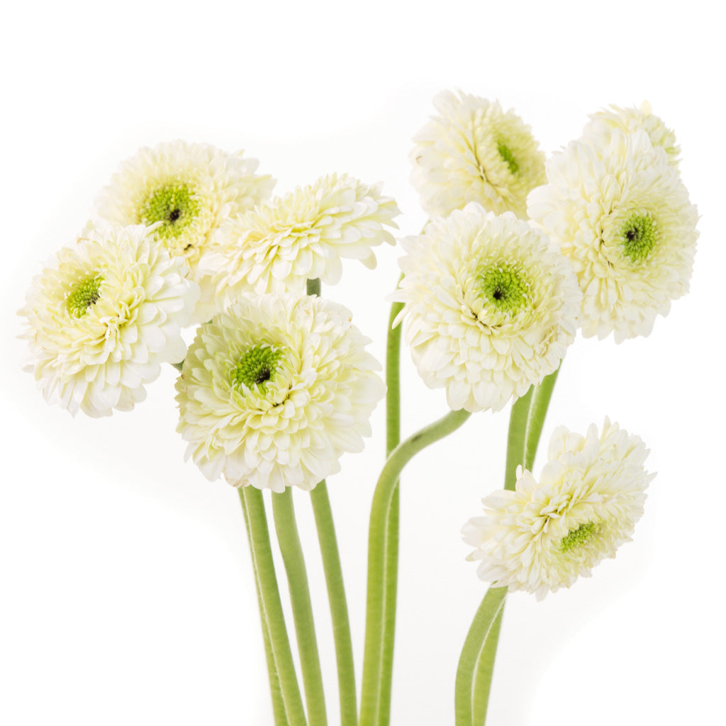 Gerbera pompon blanc
