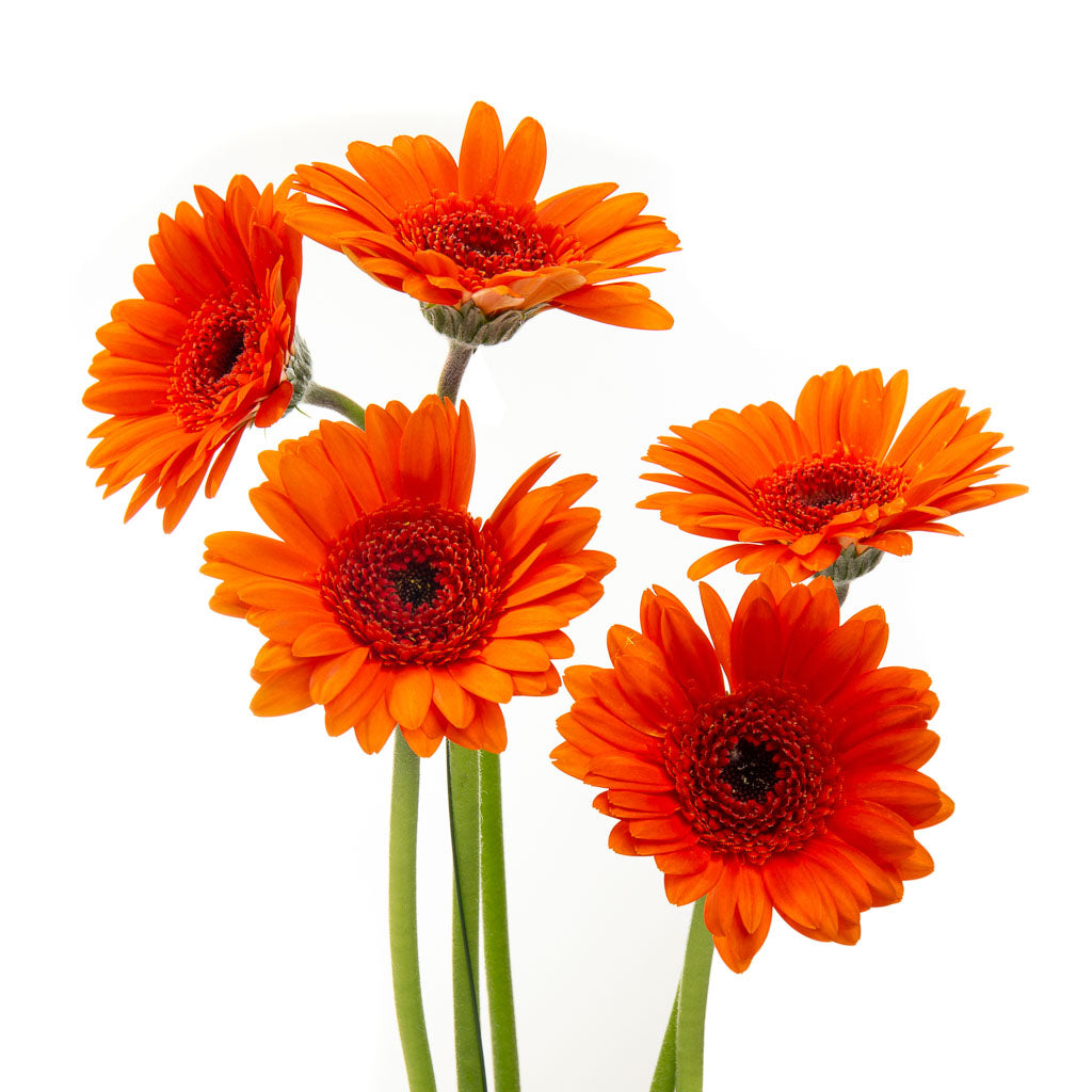 Germini orange (25 tiges)