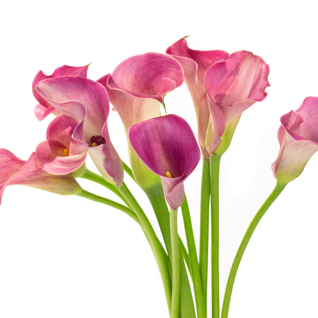 Calla rose (10 tiges)
