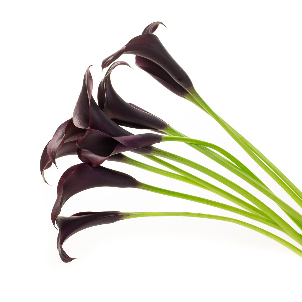 Calla violet (10 tiges)