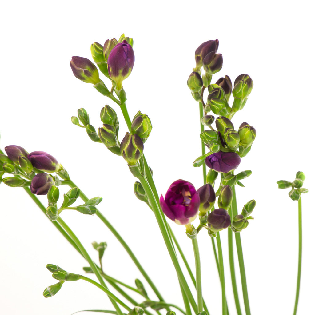 Freesia Fuchsia