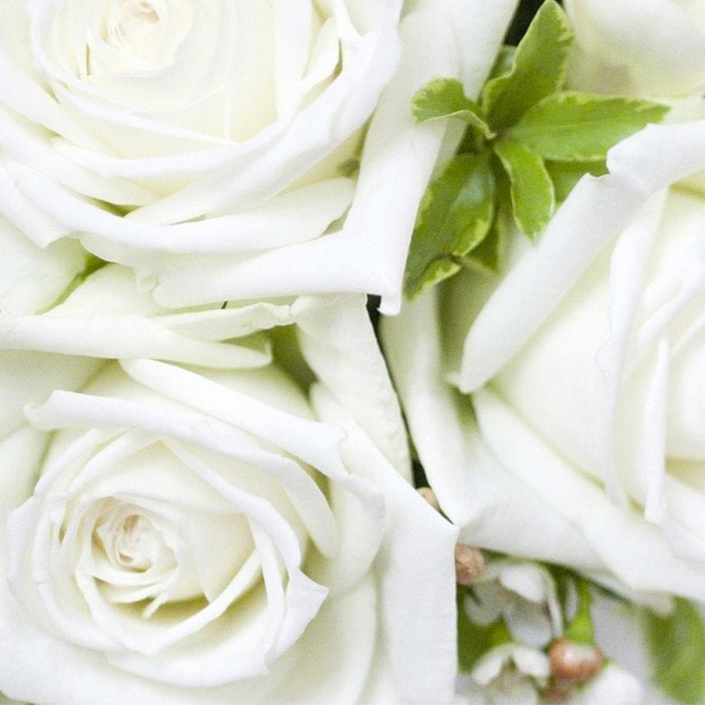 Rose blanche Akito