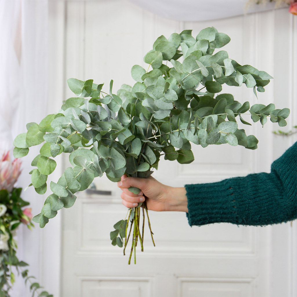 Eucalyptus Cinerea (300 g)