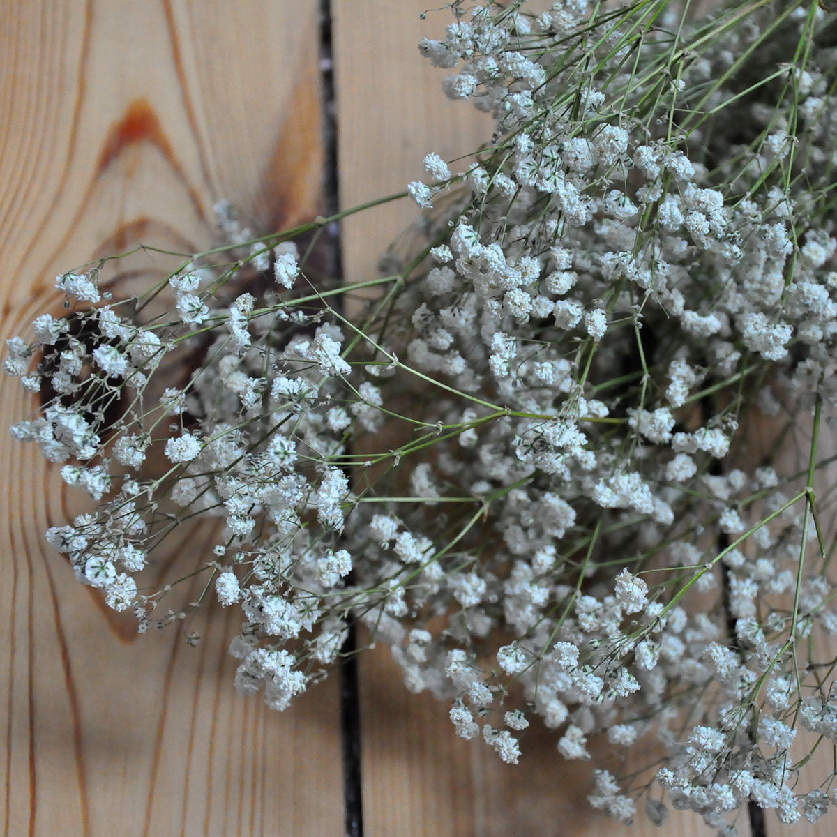 Gypsophile séché blanc