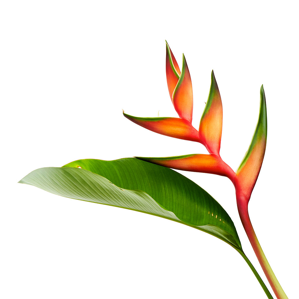 Heliconia (10 tiges)